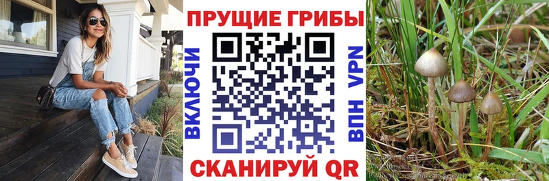Псилоцибиновые грибы GOLDEN TEACHER  Сочи 